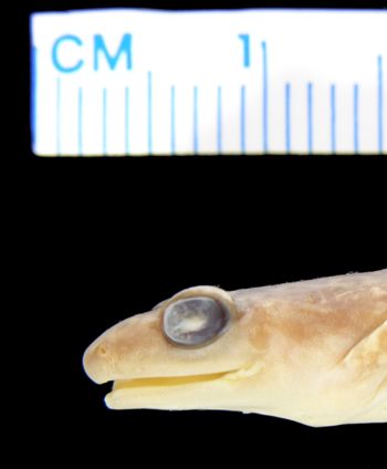 Media type: image; Herpetology A-29634